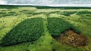 Polmoni Amazzonia