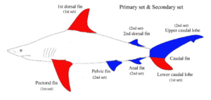 animale diagramma parti dell pesce