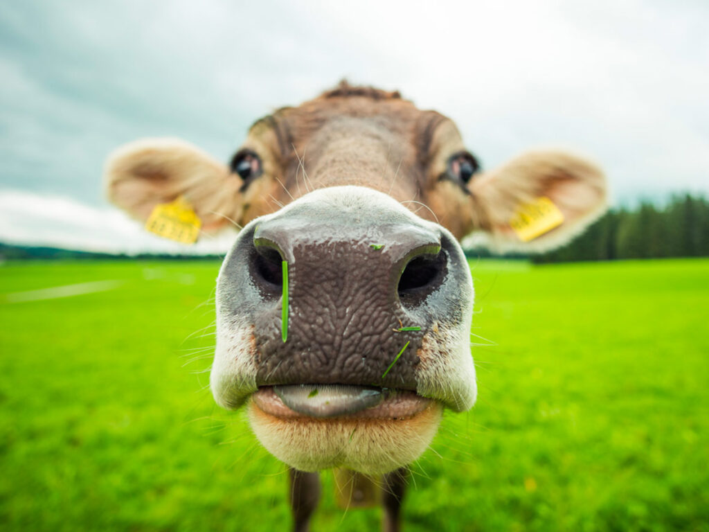 Una foto di una mucca, rappresentante dei diritti degli animali